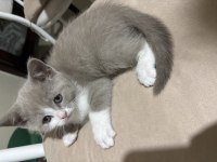 Bi Color British Shorthair