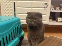 Kısırlaştırıp Sahiplendirilecek Scottish Fold