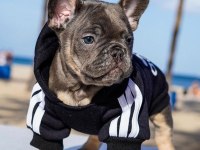 Fransız Bulldog Yavruları