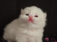 British Bebekler Üst Kalite Şampiyon Aile