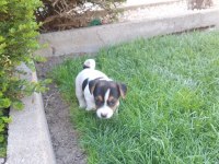 Jack russell yavruları