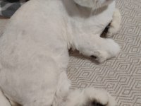 Yetişkin Erkek Kedimiz