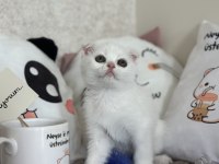 Dişi kar beyazı scottish fold