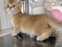 Irk garantili british golden ve silver yavrularımız