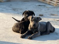 A Kalite Cane Corso Bebekler