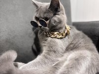 British Shorthair 1.5 Yaşında Dişi