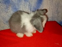 Teddy Lop Tavşan Yavrular 30 Günlük Mavi Göz