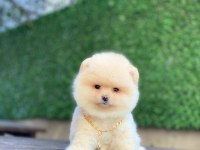 Pomeranian köpeğimiz