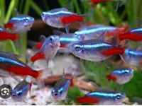 A Kalitesi Dört Adet Neon Tetra