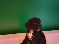 Siyah Mini Toy Poodle Yavrularımız