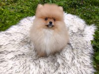 Pofuduk Teddy Bekar Mükemmel Yavru