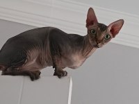 Sfenks dişi 1.5 yaş acil