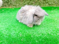 1 Aylık Hollanda Teddy Lop Tavşan Yavruları