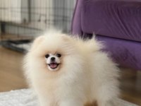 Pomeranian boo ayı surat garantili