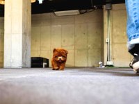 Safkan Toy Poodle Bebeklerimiz