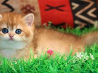 Kraliyet Yavrusu Golden British Shorthair Yavrumuz