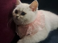 Dünya Güzeli British Shorthair