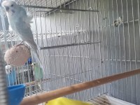 50 Takım Muhabbet Kafesler Ve Malzmeleri Dahil 30 Bin Tl Acil Verilecektir