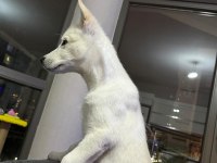 Oyuncu Beyaz Yavru Husky