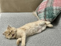 8 Aylık Saf Cins İran Kedisi Dişi Tüm Aşıları Yapılmıştır