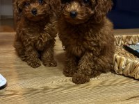 2 aylık kore poodle yavrularımız