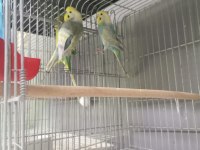 50 Takım Muhabbet Kafesler Ve Malzmeleri Dahil 30 Bin Tl Acil Verilecektir