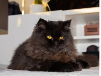 Acil Ücretsiz Kedimiz