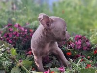 Teacup Dişi Chihuahua Bebekler