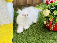 Exotic Show Bebekler