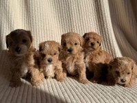 Ev Doğumlu Teacup Boy Maltipoo Yavrular