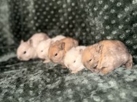 Orijinal Cüce Tavşan Yavruları İstanbul