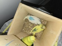 Bebek muhabbet kuşlarım sahiplendirilecektir