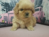 İki adet pekinez erkek