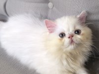 İran Persian 2 Aylık Yavrular