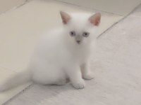 British Shorthair Blue Point