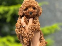 Toy Poodle Bebekler Harika Yavrular