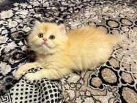 British longhair golden erkek yavru