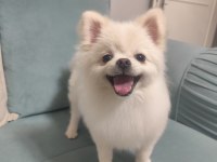 Pomeranian boo hazır dişi köpeğimiz