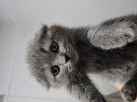 Scottish Fold Yavrularımız Teslime Hazır