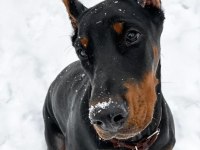 Füzeden Daha Etkili Doberman
