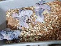 Üretimhanemizden Yavru Muhabbet Kuşları