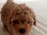 Şecereli Anneden Toy Poodle Kore Kan Yavrumuz