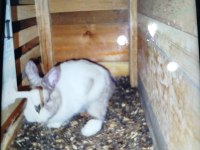 Bir dişi bir erkek hollanda cüce tavşanı sahiplenmek istiyenler yazsın