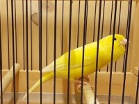 Dipçik gibi alman ötüm kanaryaları harz roller