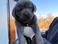 Dev cane corso yavruları