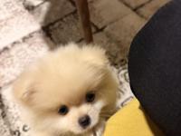 Pomeranian Erkek Aslan