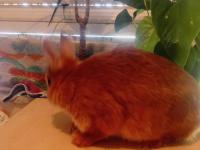 Orjinal Cüce Tavşanlar