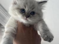 1.5 aylık mavi gözlü british longhair yavru