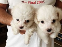 Maltese terrier çocukların dostu evimizin neşesi