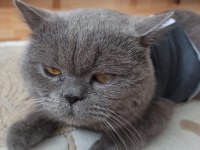 5 Yaşındaki British Longhair Oğlumuza Yeni Yuva Arıyoruz